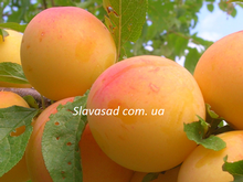 Голден Плумза (Golden Plumza) (алича)